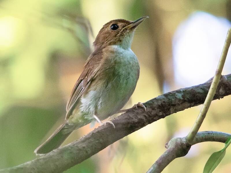 Nikobaren-Dschungelschnäpper