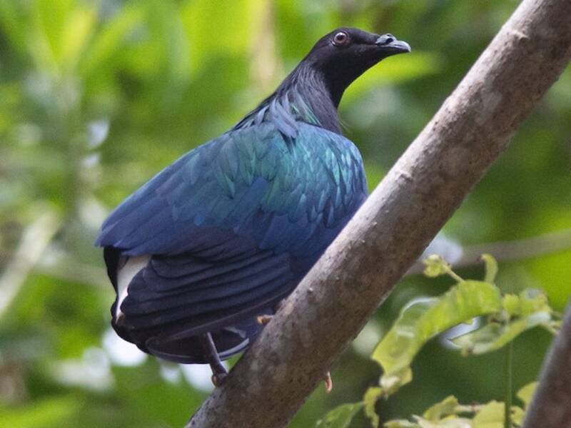 Nicobar Pigeon (Caloenas nicobarica)