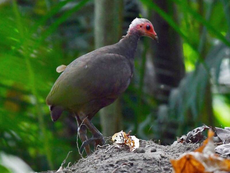 Megapodio di Nicobar, Foto 3