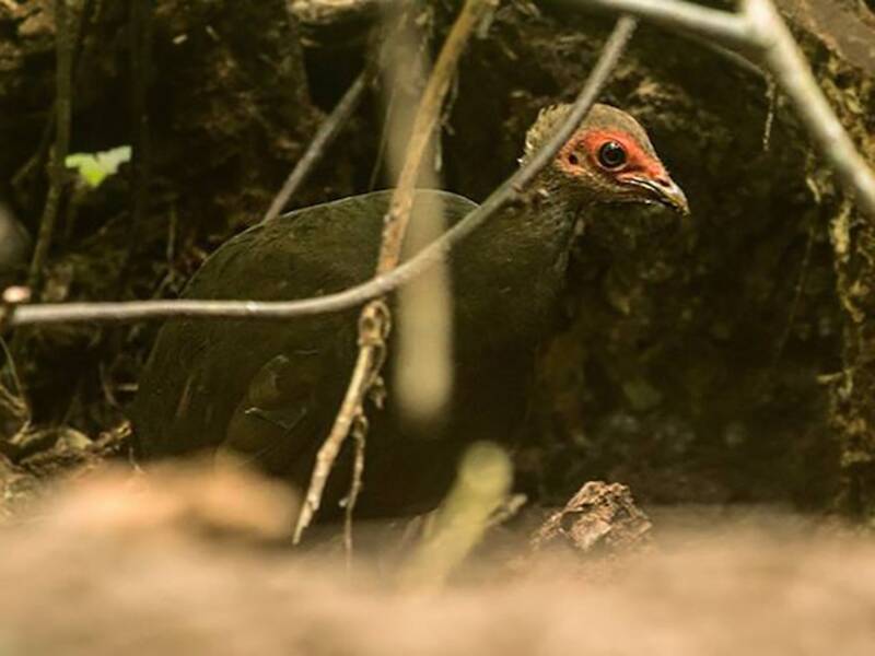 Megapodio di Nicobar, Foto 2