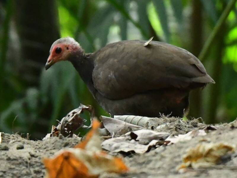 Megapodio di Nicobar
