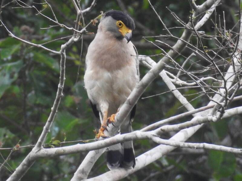 Águila Culebrera de Nicobar, Fotos 2