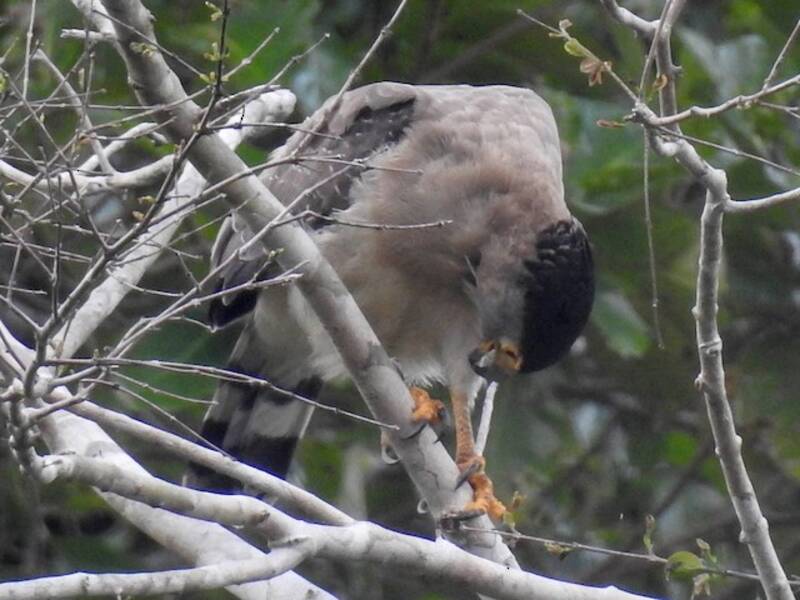 Águila Culebrera de Nicobar