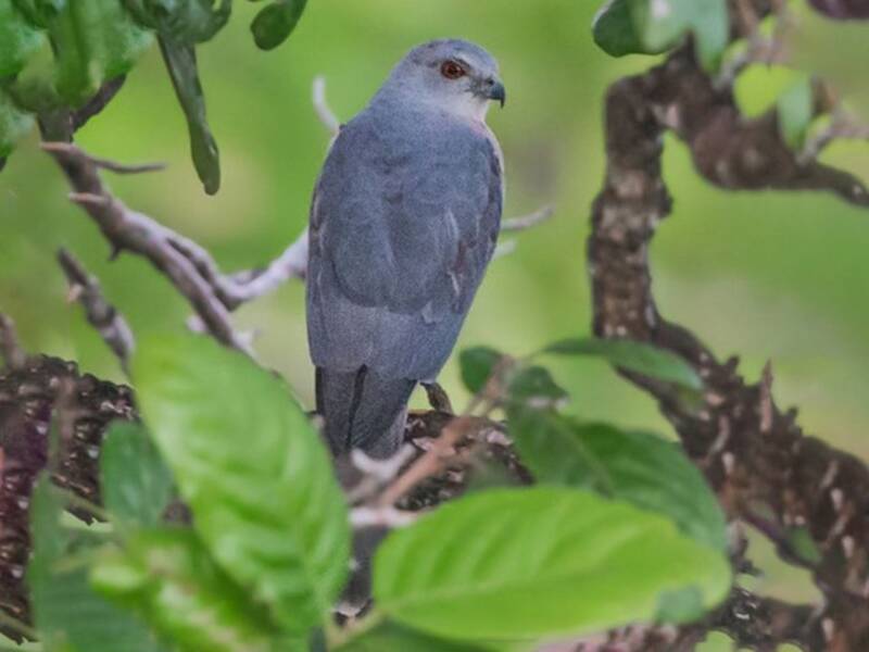 Nicobar Sparrowhawk
