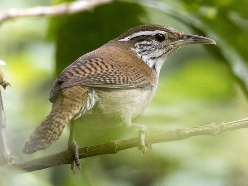 Niceforo's Wren, 照片 3