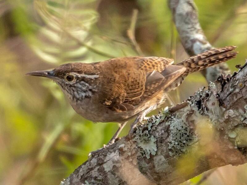 Niceforo's Wren