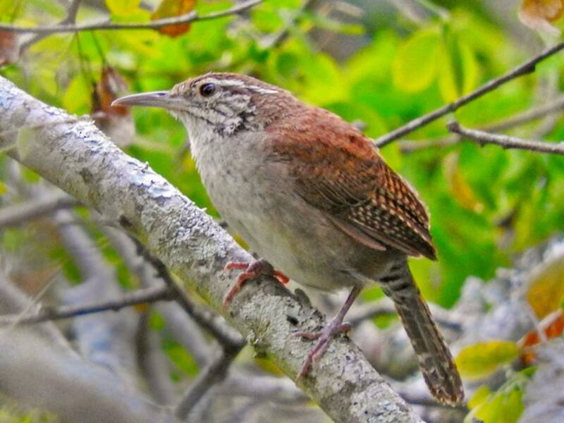 Niceforo's Wren, 照片 2