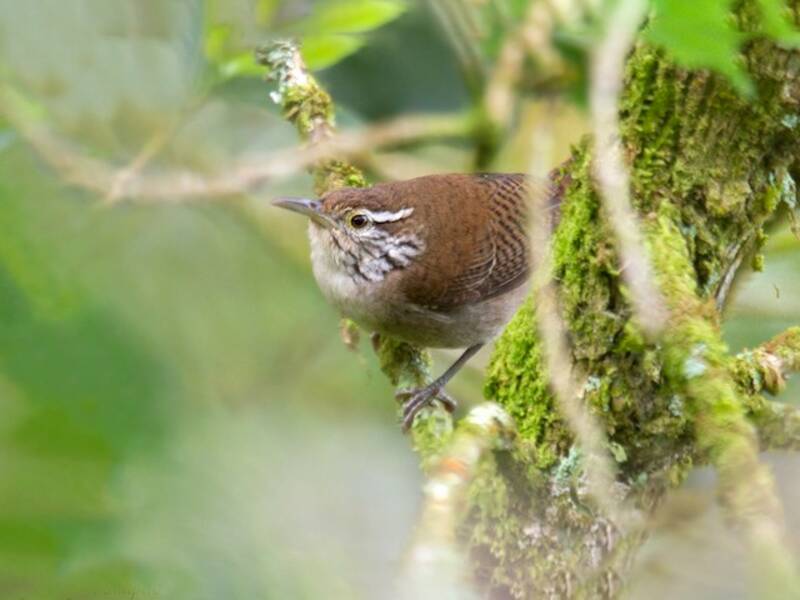 Niceforo's Wren, 照片 4