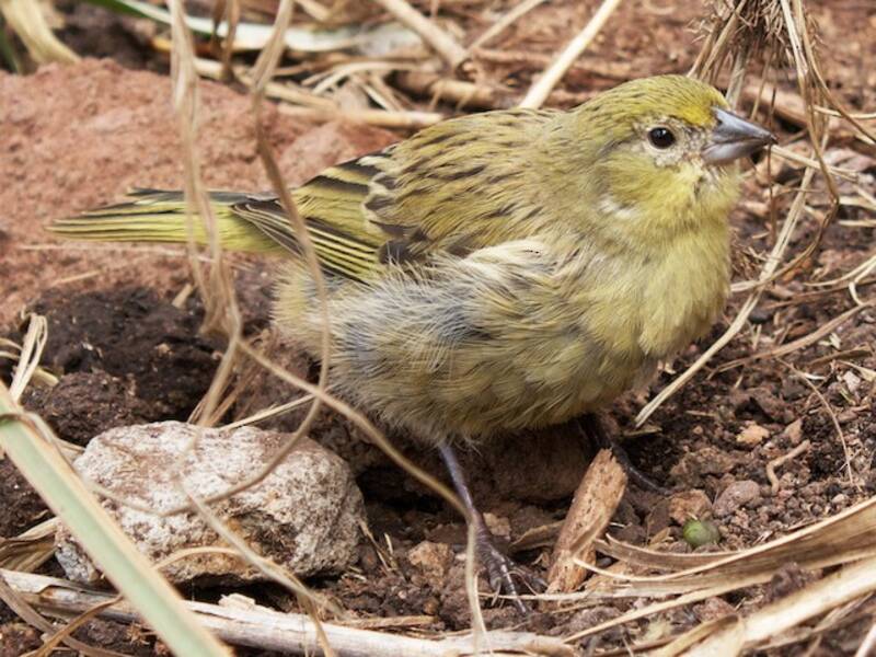 Inaccessible Island Finch, 照片 2
