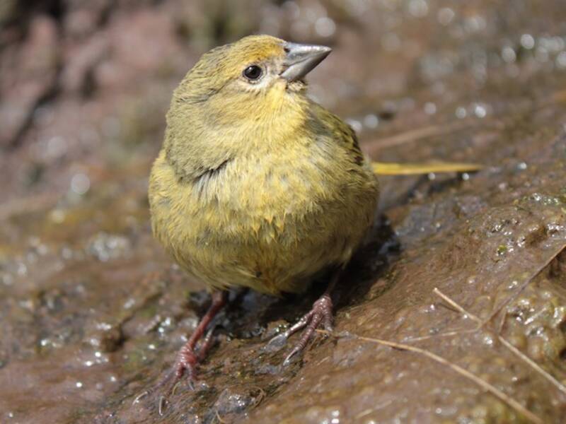 Inaccessible Island Finch, 照片 4