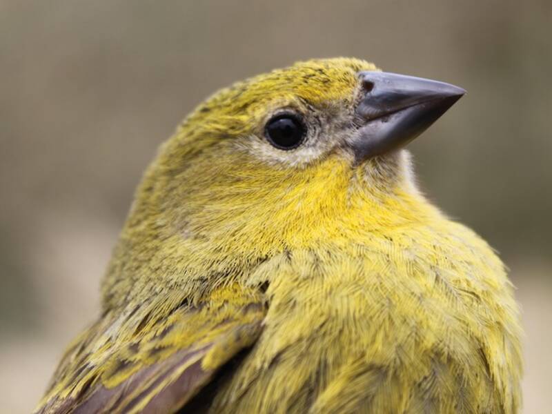 Inaccessible Island Finch, 照片 3