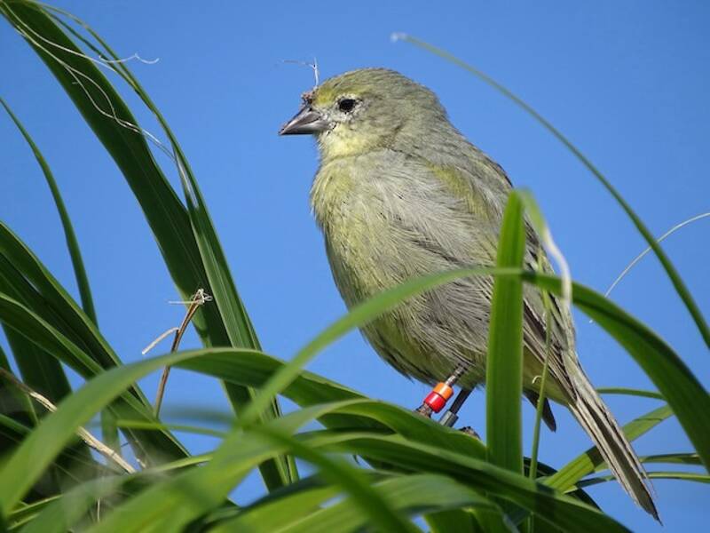 Nightingale-Fink, Fotos 2