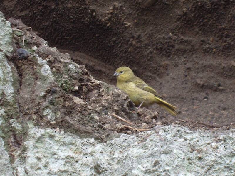 Nightingale-Fink, Fotos 4