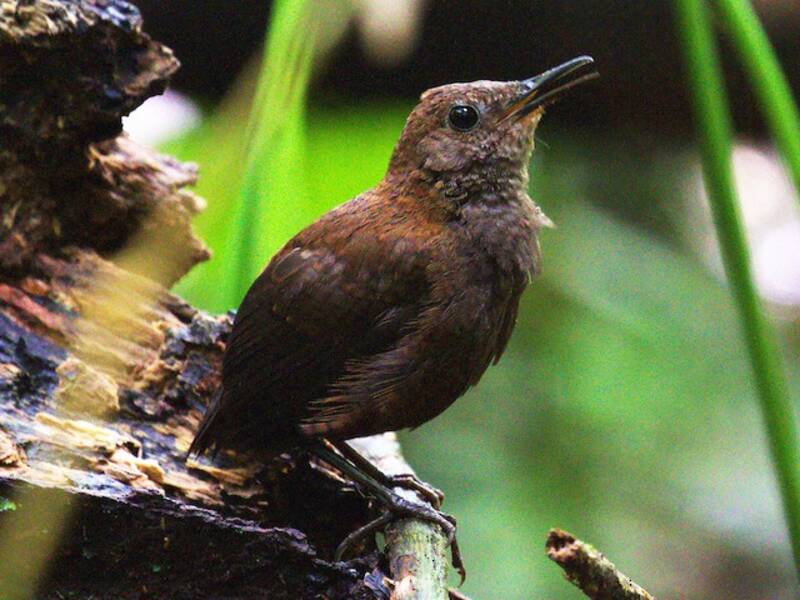Nightingale Wren