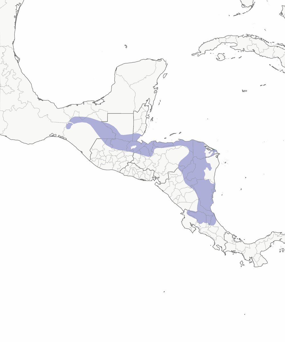 Troglodyte rossignol, Distribution 1