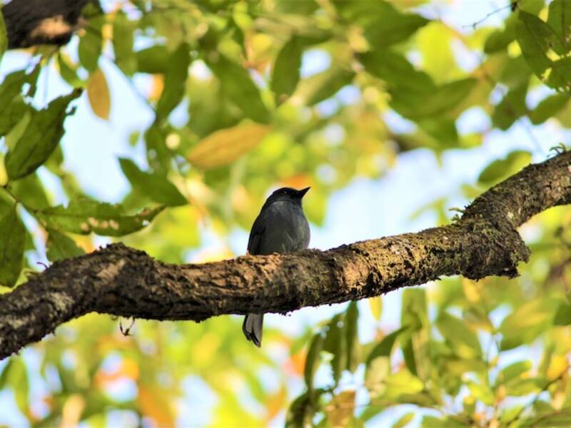 Gobemouche des Nilgiri