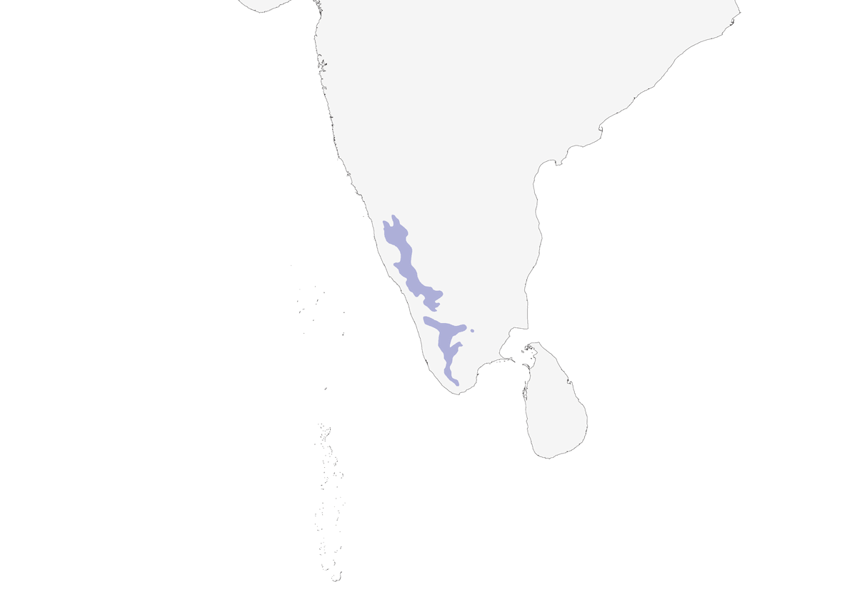 Gobemouche des Nilgiri, Distribution 1