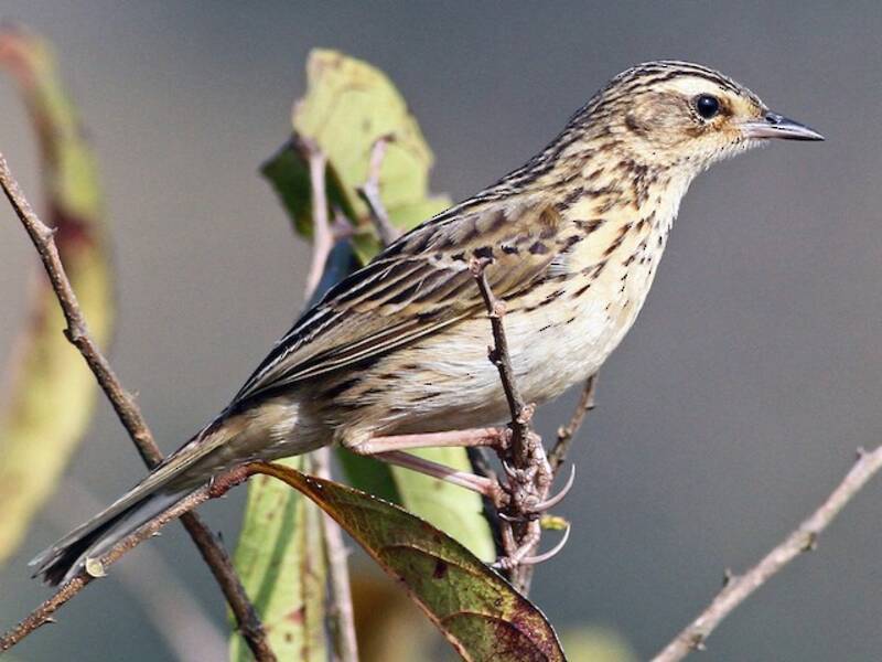 Nilgiri-Pieper