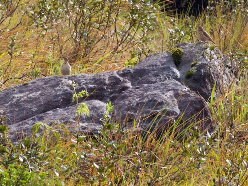 Nilgiri-Pieper, Fotos 4