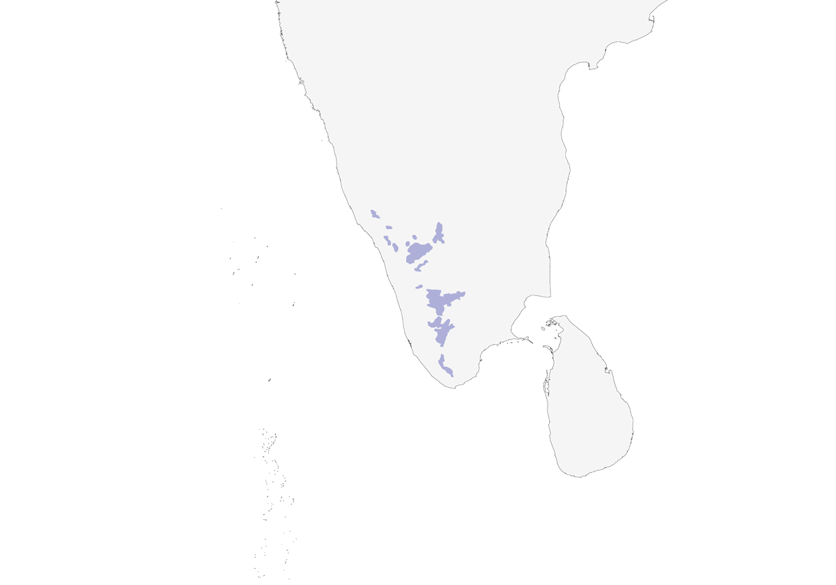 Nilgiri-Pieper, Verbreitung 1