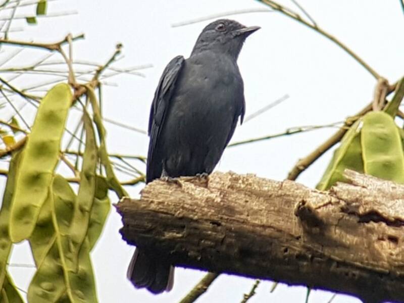 Papamoscas de Nimba, Fotos 2