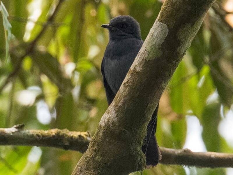Papamoscas de Nimba, Fotos 4