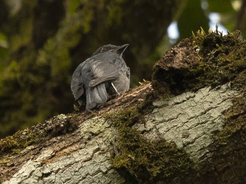 Papamoscas de Nimba, Fotos 3