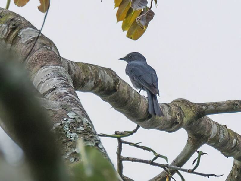 Papamoscas de Nimba