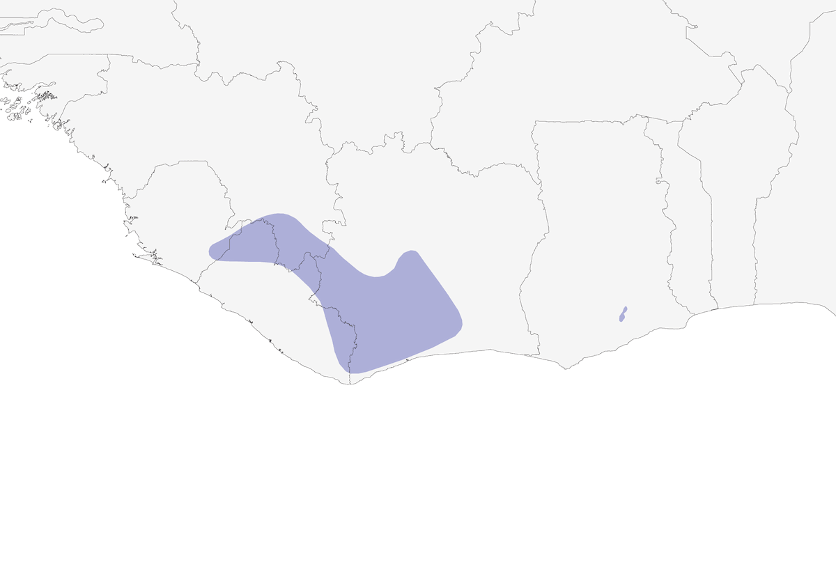 Papamoscas de Nimba, Distribución 1