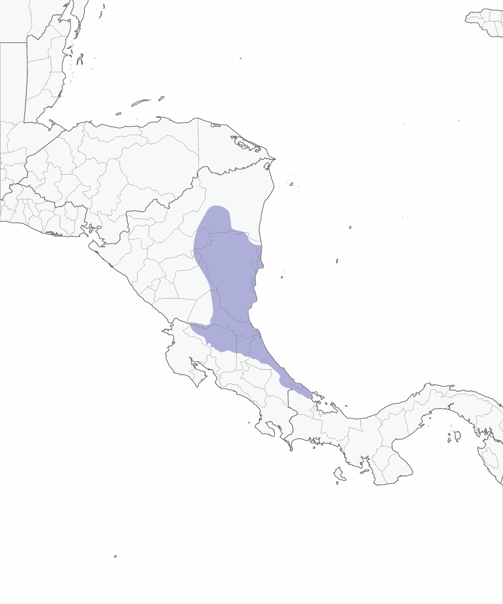 Saltatore della Nicaragua, Distribuzione 1