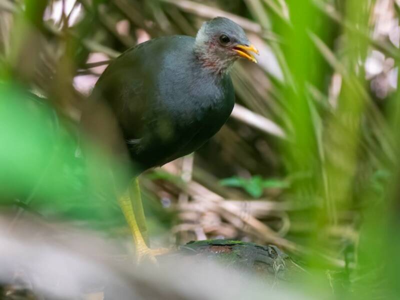 Megápodo de Tonga