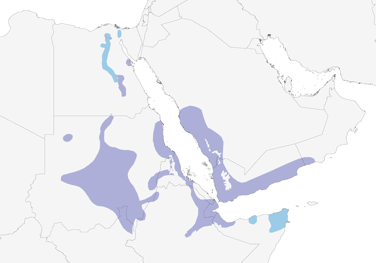 Netarinia metallica, Distribuzione 1