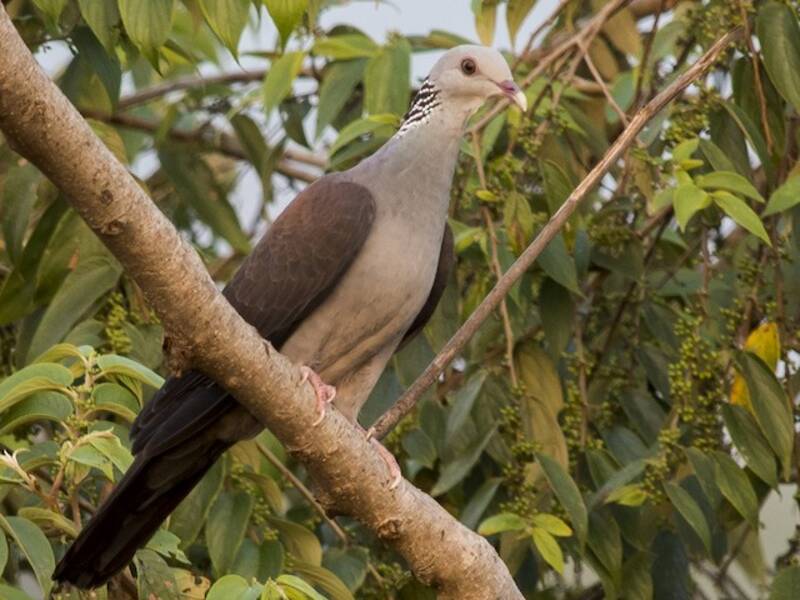 Piccione di Nilgiri, Foto 2