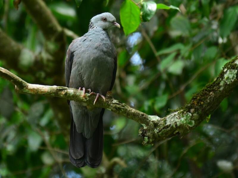 Piccione di Nilgiri, Foto 3
