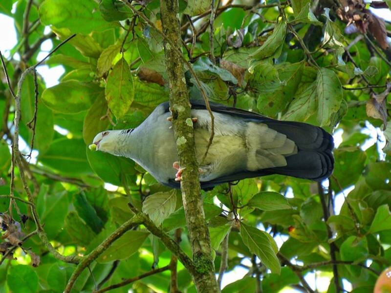 Piccione di Nilgiri, Foto 4