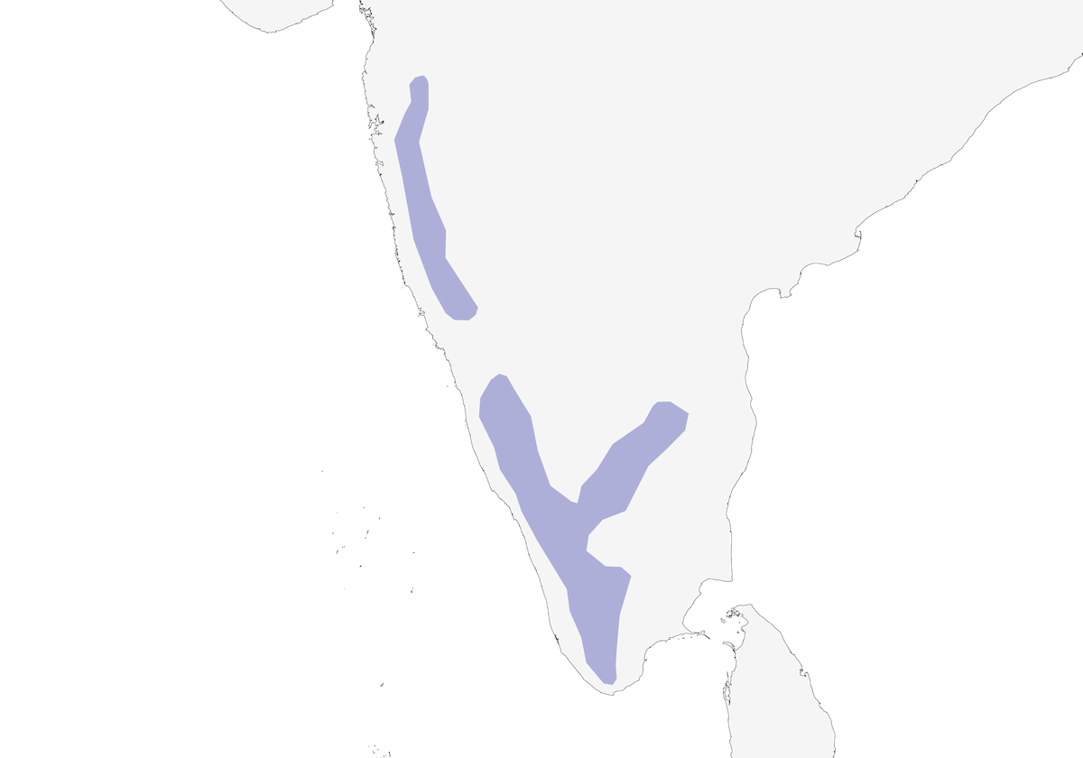 Piccione di Nilgiri, Distribuzione 1