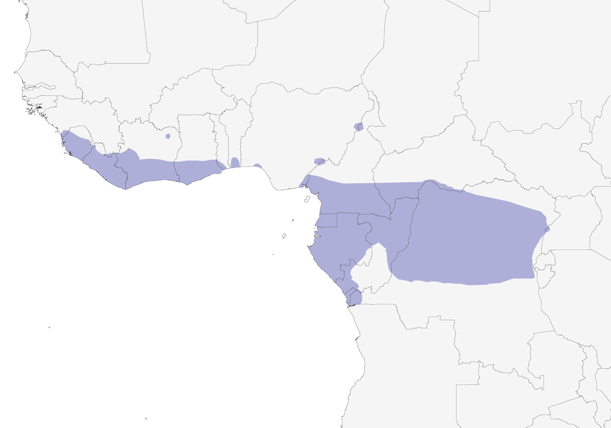Nkulengu Rail, Distribution 1