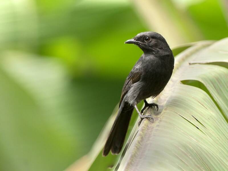 Northern Black-Flycatcher