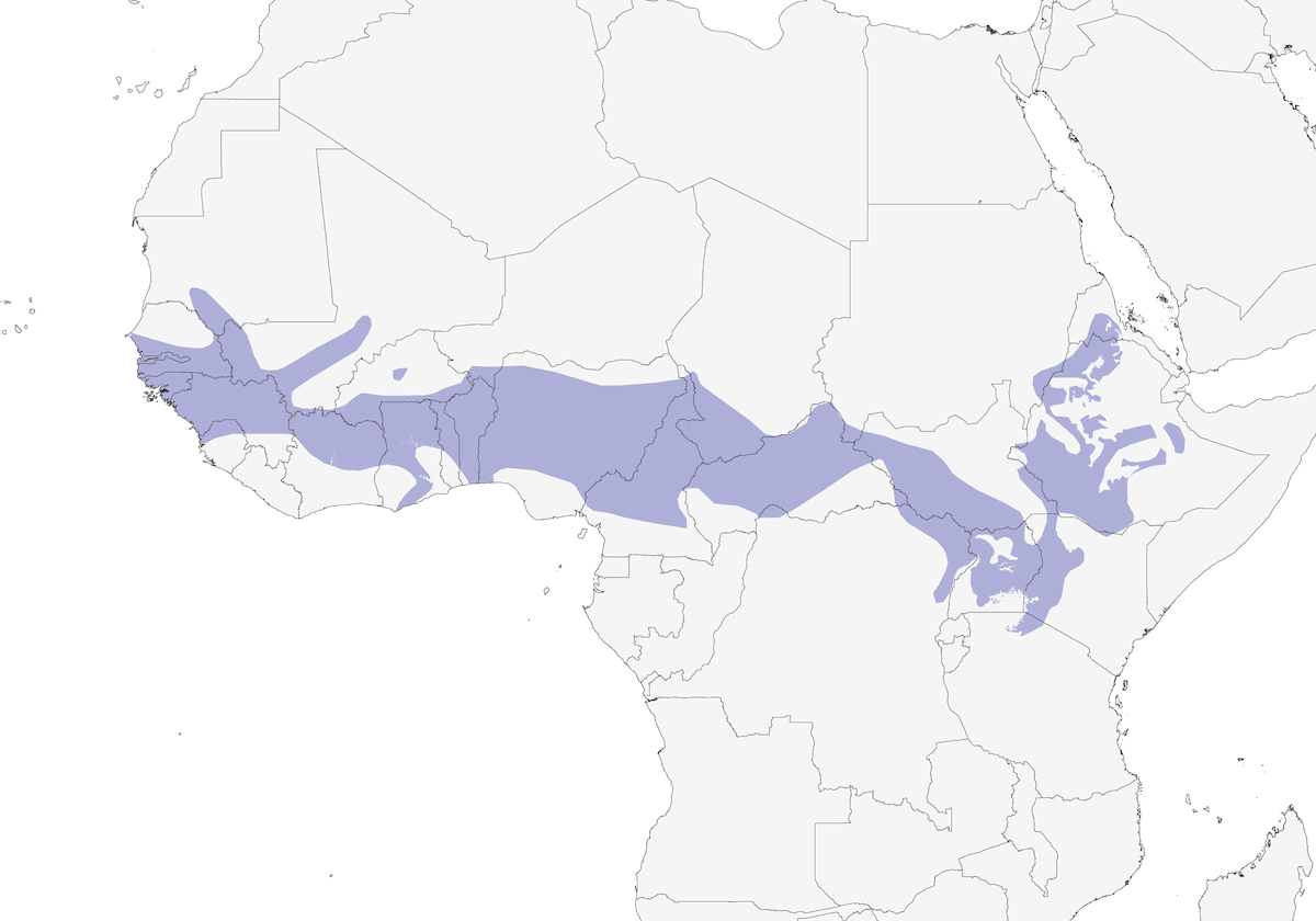 Papamoscas Negro Norteño, Distribución 1