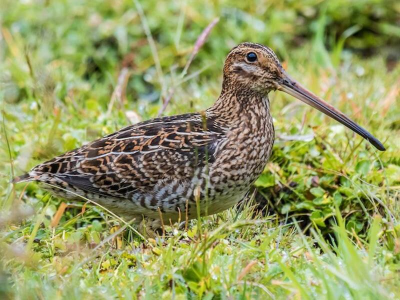 Noble Snipe
