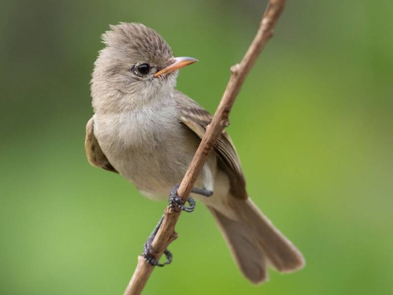 Northern Beardless-Tyrannulet