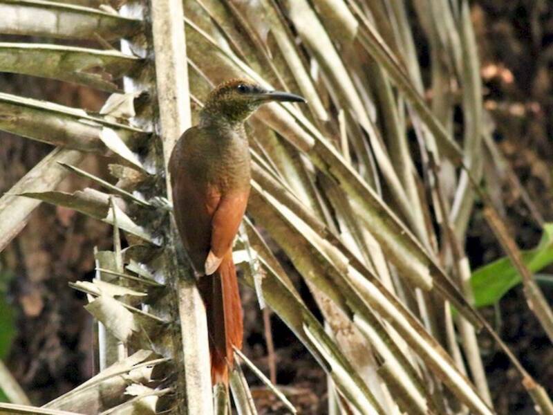 Northern Barred-Woodcreeper