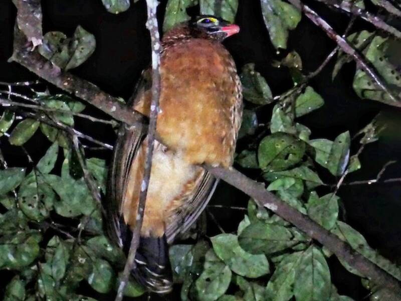 Nocturnal Curassow