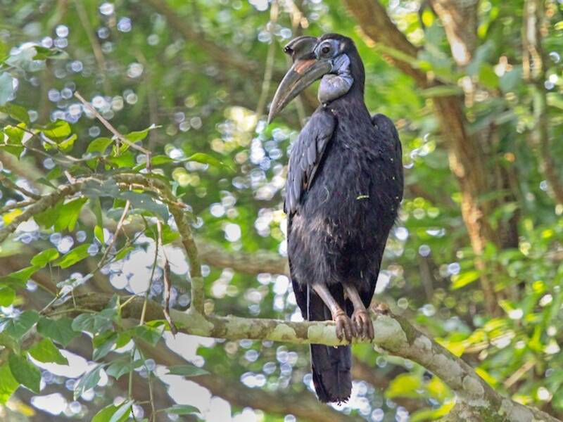 Abyssinian Ground-Hornbill (Bucorvus abyssinicus)