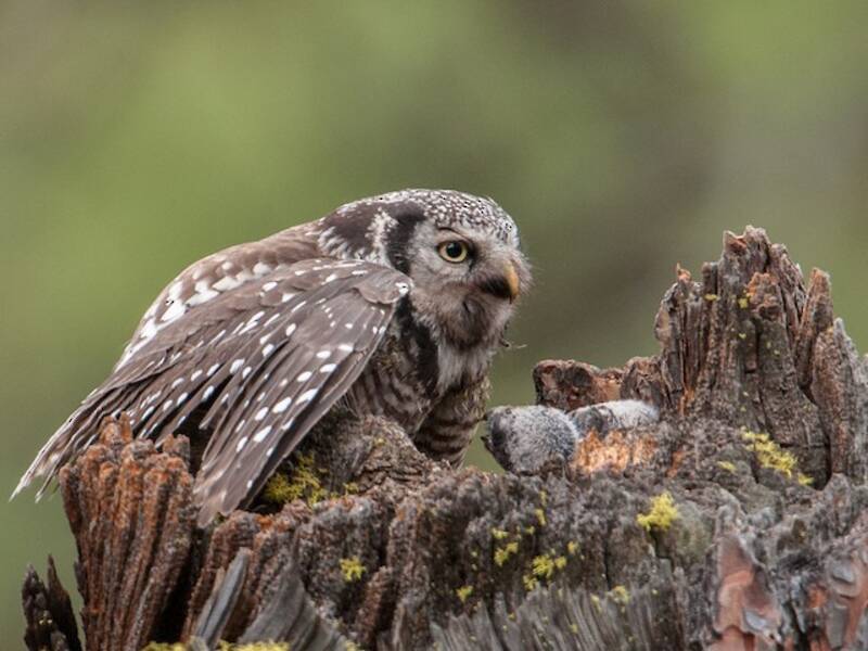 Northern Hawk Owl (Surnia ulula)