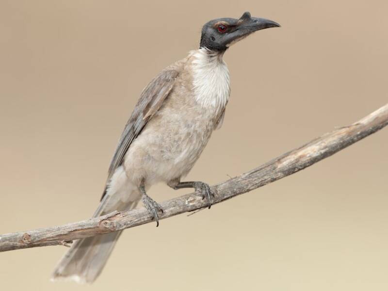 Noisy Friarbird