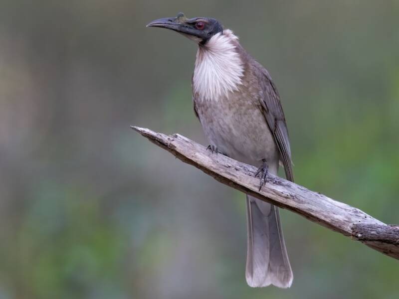 Noisy Friarbird, Photos 2
