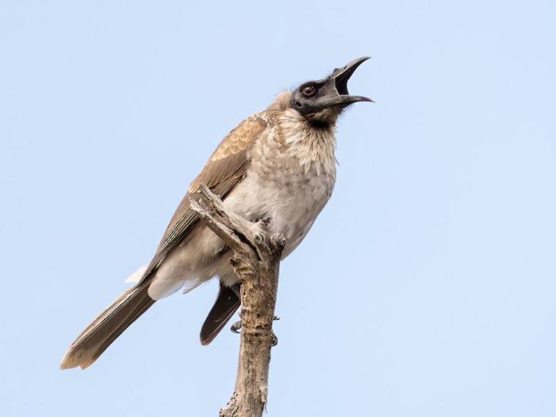 Noisy Friarbird, Photos 3