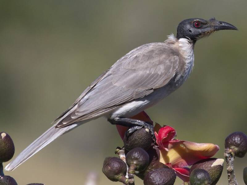 Noisy Friarbird, Photos 4