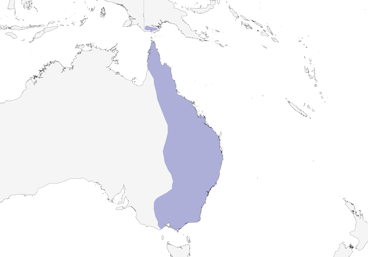 Noisy Friarbird, Distribution 1